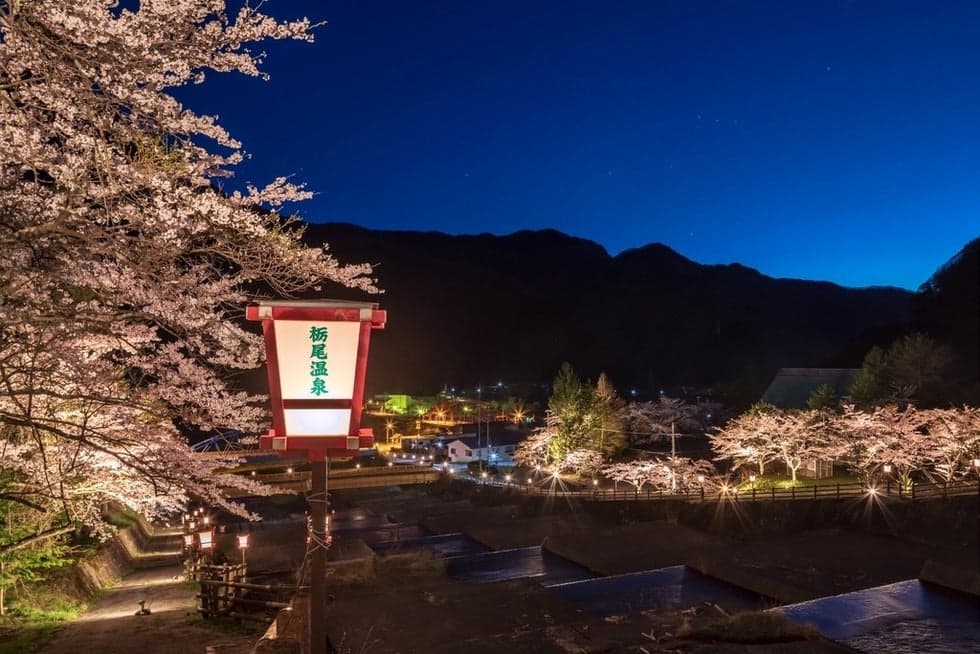 Tochio Onsen Cherry Blossom Light Up