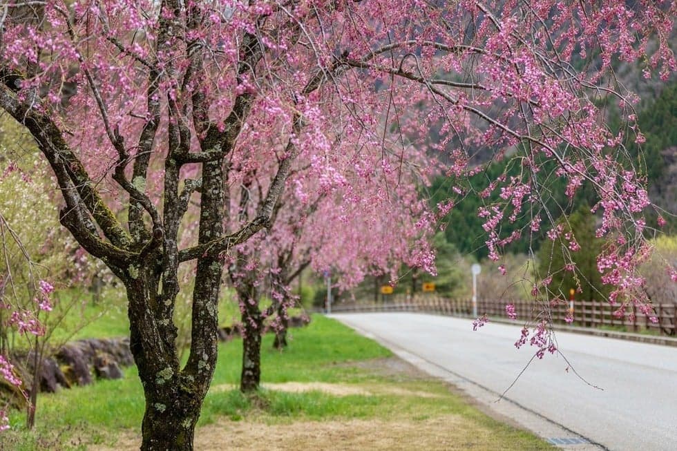 Tochio Onsen Cherry Blossoms