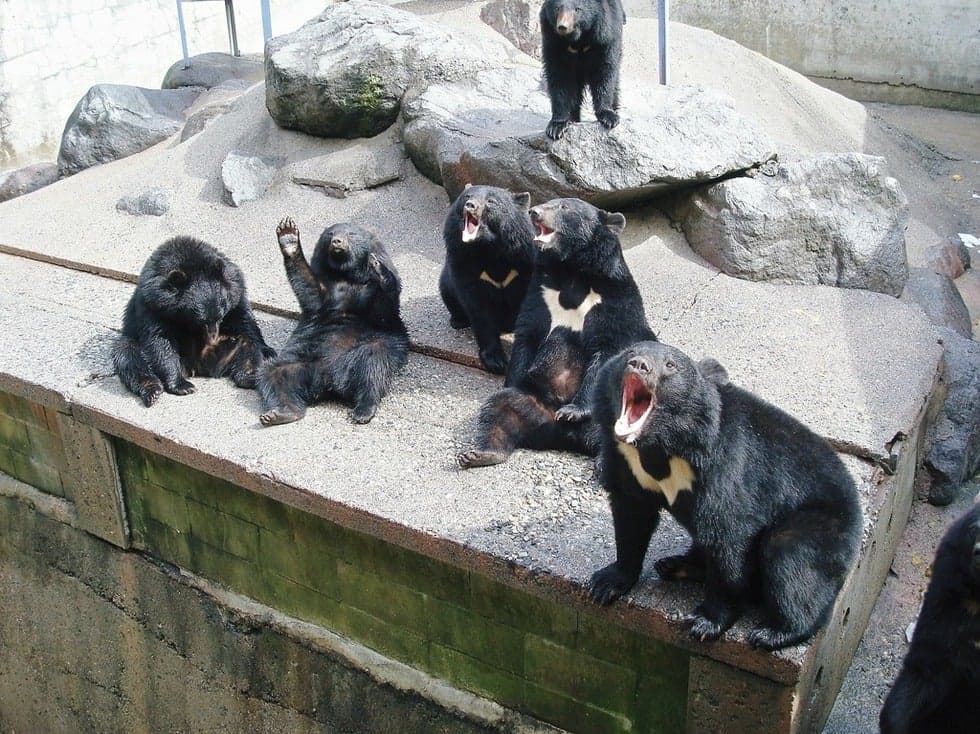 Oku-hida Bear Farm