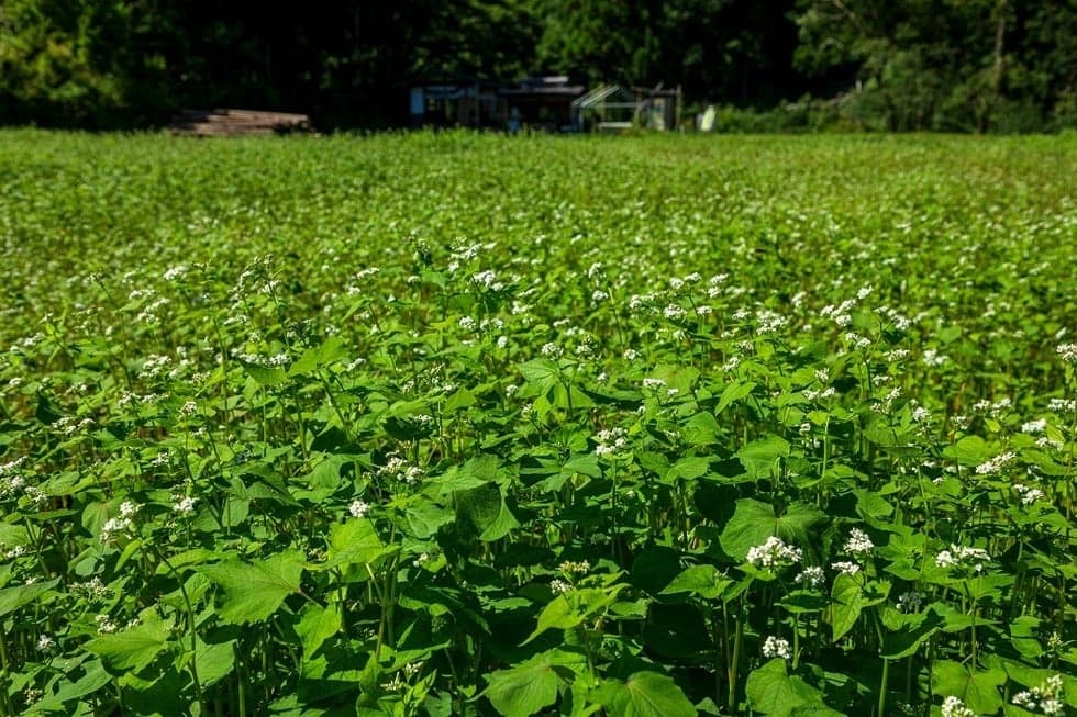 Buckwheat field