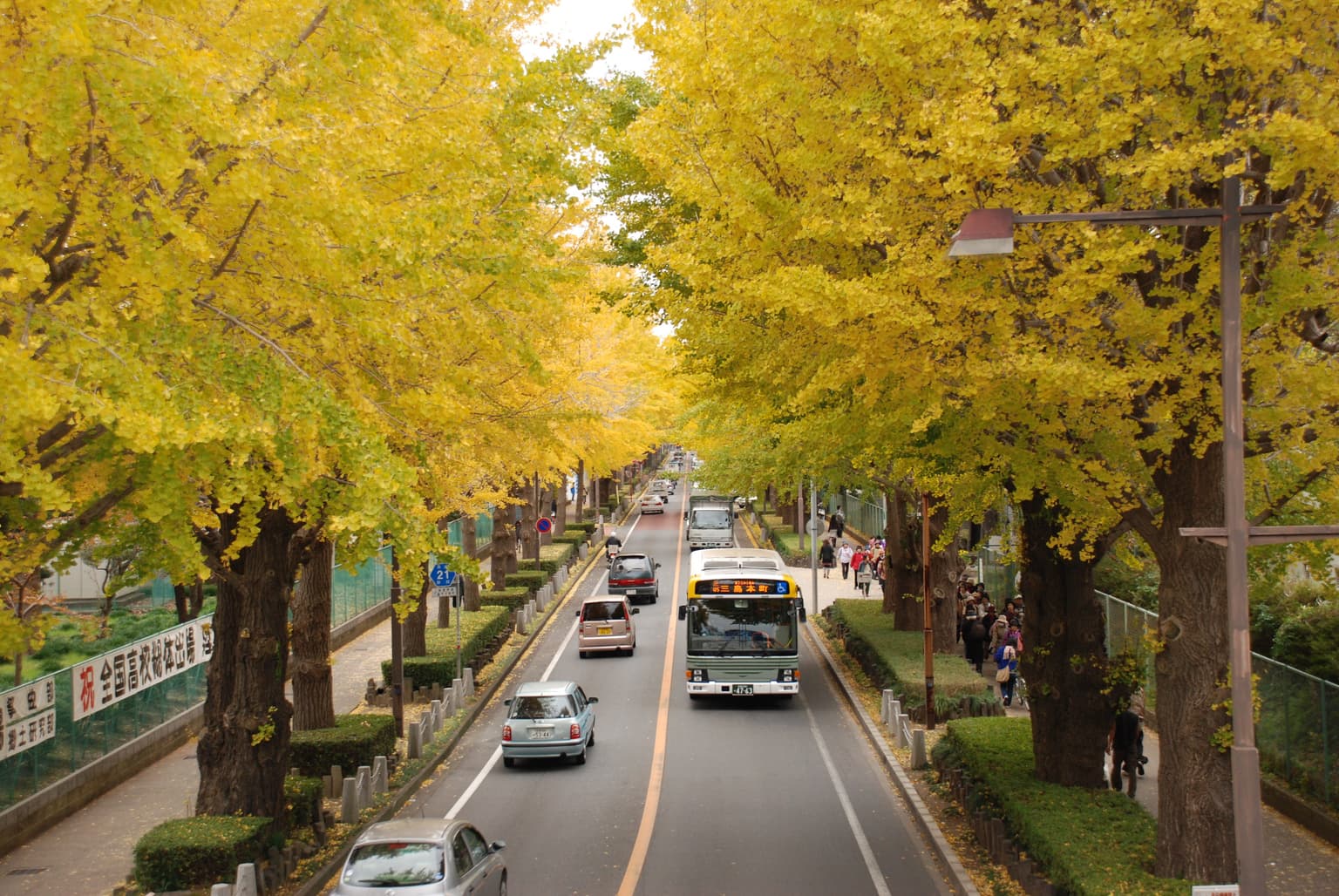 A row of ginkgo trees on Nidai Street