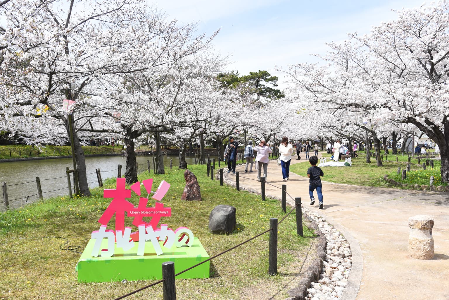 Cherry Blossom Festival (Kijo Park)