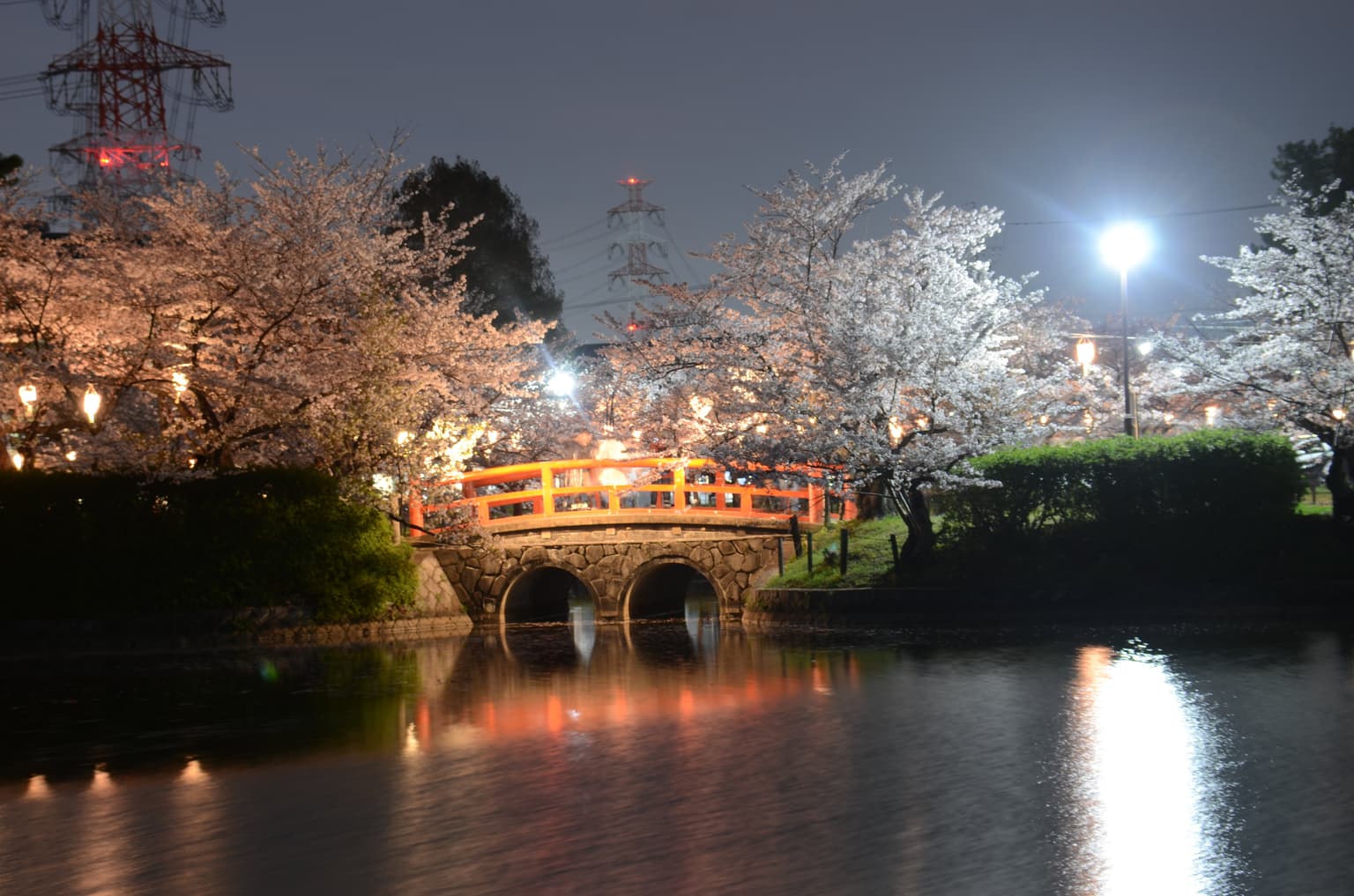 Cherry Blossom Festival (Kijo Park Night)