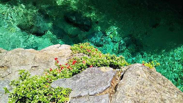 Sardine of Kumagafuchi