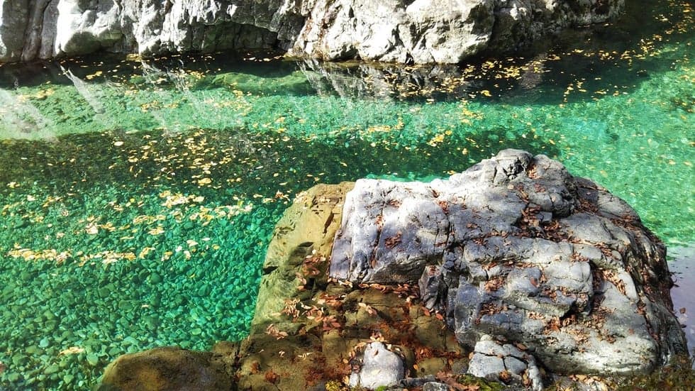 Deciduous leaves of Tanukigafuchi
