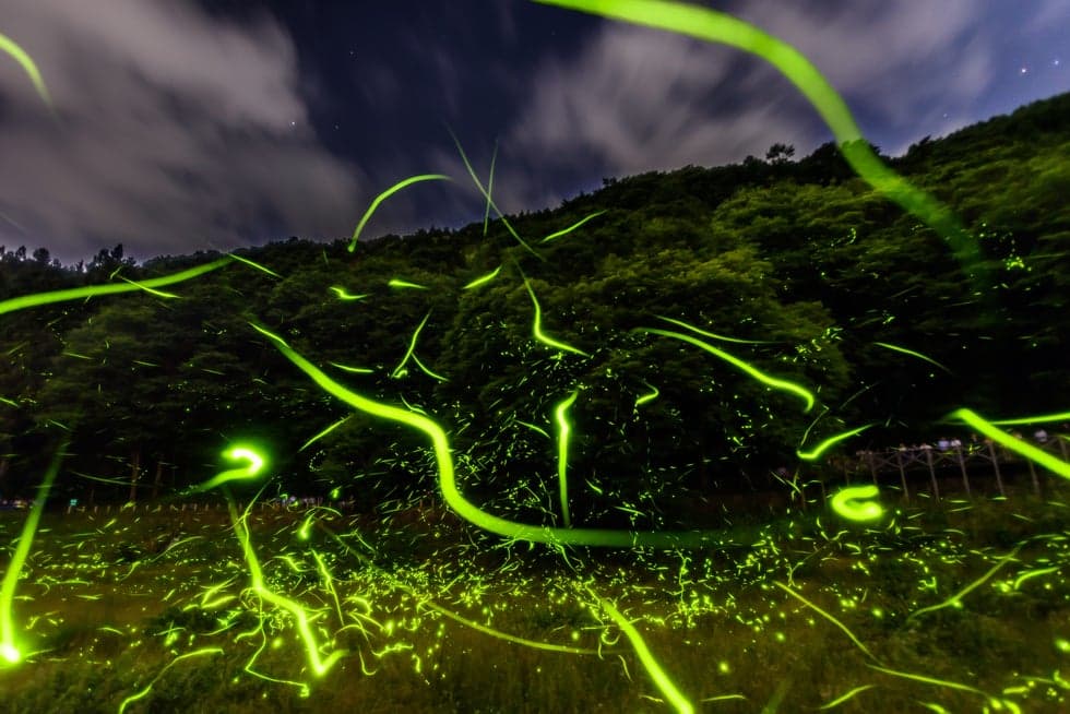 Every year around mid-June, Genji firefly outbreaks peak.