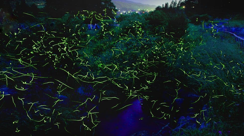 Genji fireflies dance and the fantastic world of light spreads out.