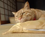 Director of the Cat “Mukunyan”