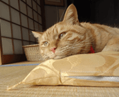 Director of the cat "Mukunyan"