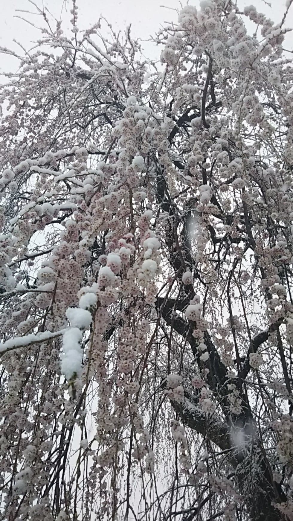 Snow weeping cherry