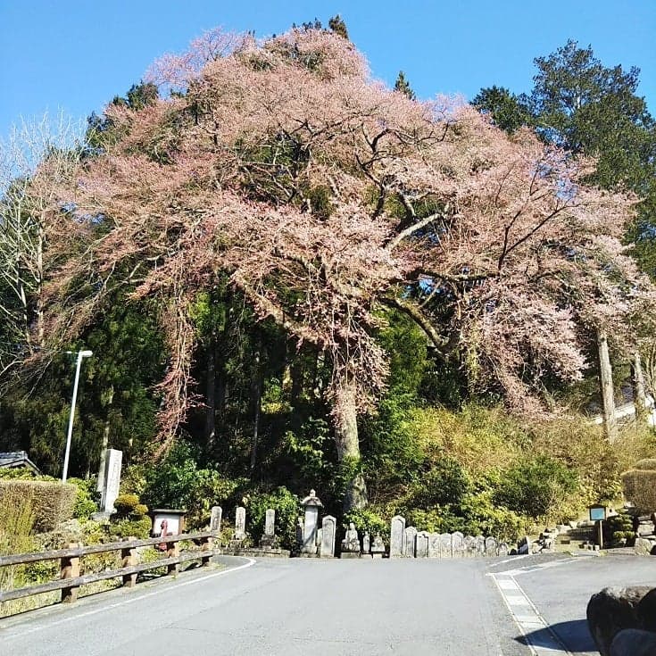 Kohiganzakura