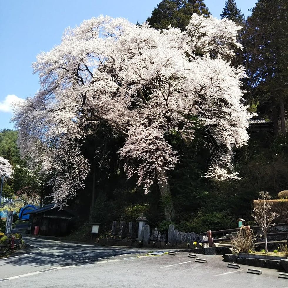 Kohiganzakura in full bloom