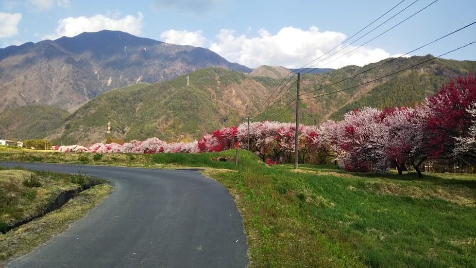 A row of Hana peach trees in Wamura district