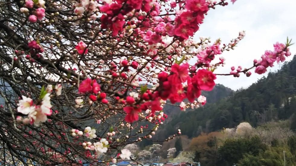 Three-colored Hana peaches bloom on a single tree.