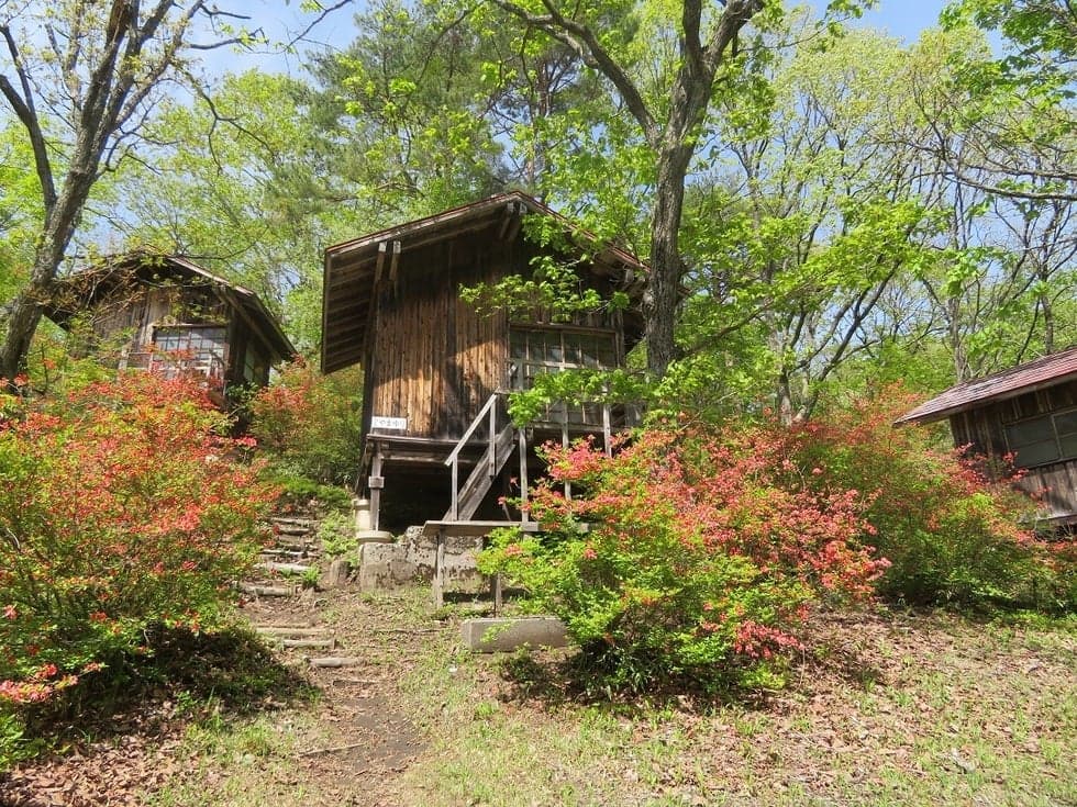 Japanese azalea and bungalow