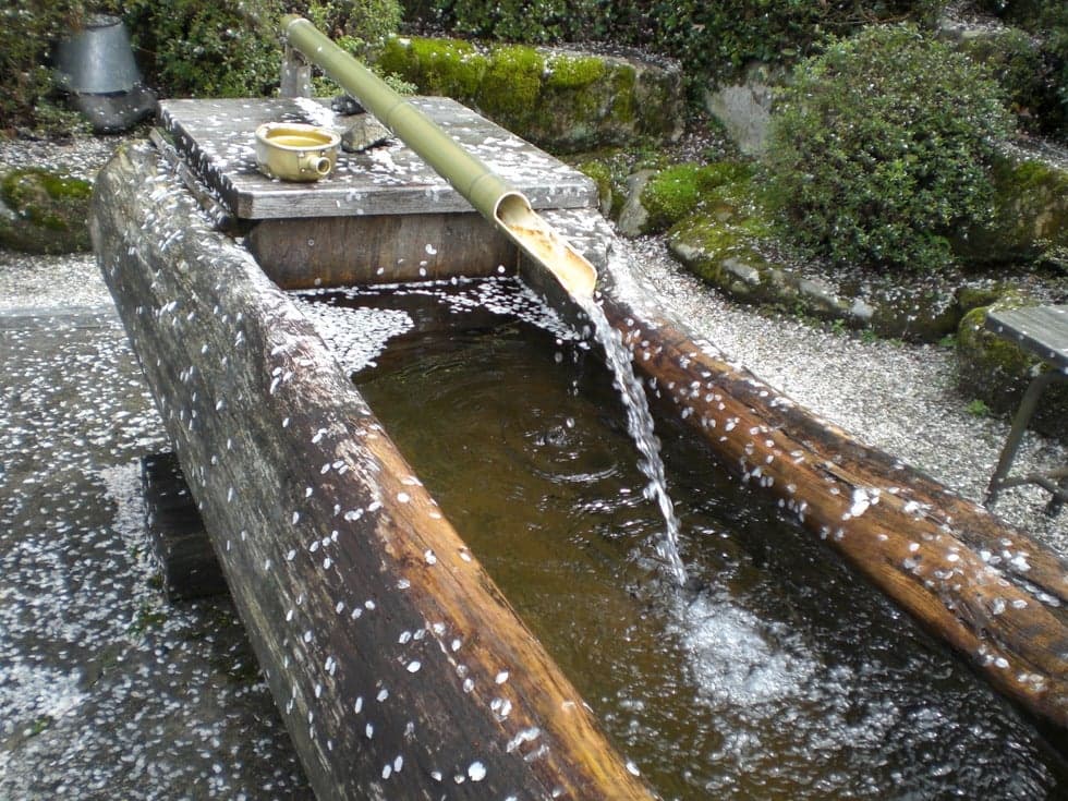 A water boat with cherry blossoms