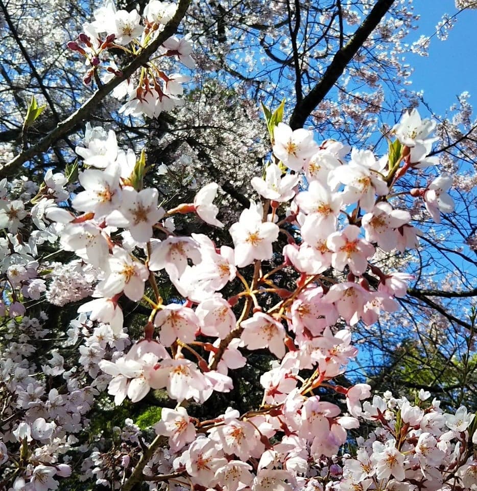 咲くとうっすらピンクです。