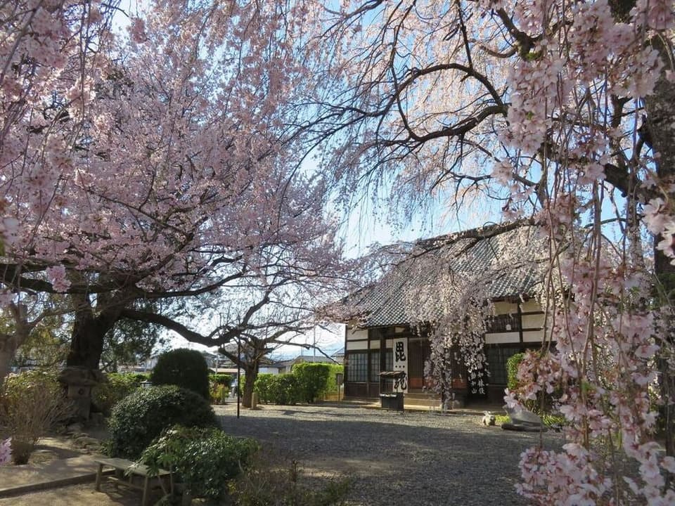 In the garden in front of the main hall, 4 weeping cherry trees and 2 Oyama cherry trees bloom. It's best to see early to mid-April