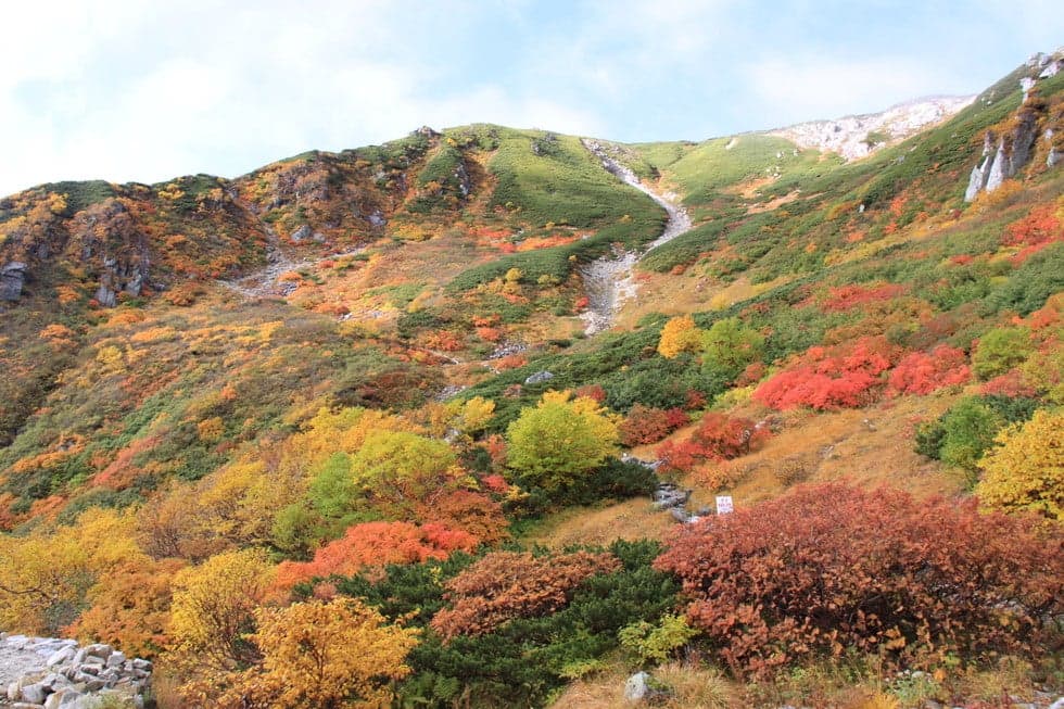 Red nanakamad yellow danke birch green pine