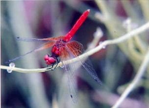 Hatcho dragonfly