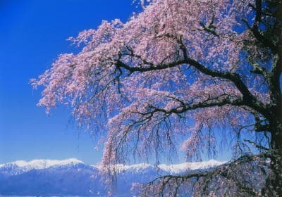 Su Hayashiji Weeping Cherry Blossom and Central Alps