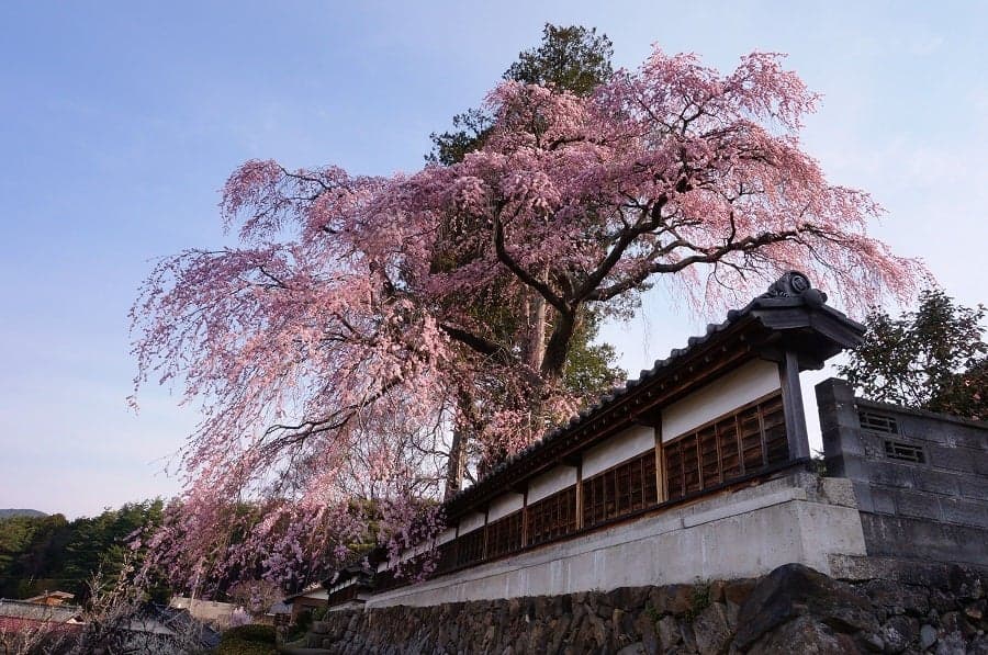 Su Hayashiji Weeping Cherry Blossom