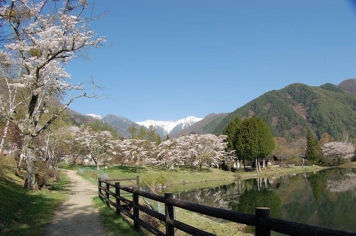 Cherry blossoms in Komagaike and the Central Alps