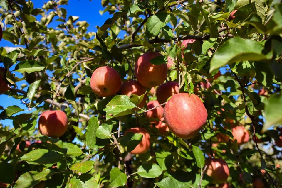 りんご狩りは9月から11月末まで