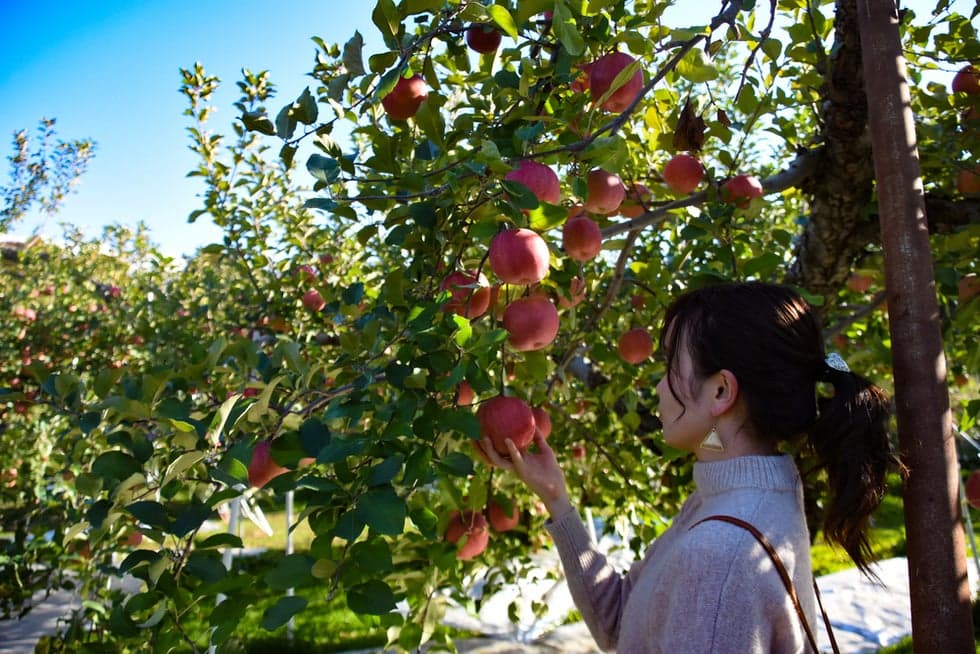 りんご狩り体験は時間無制限