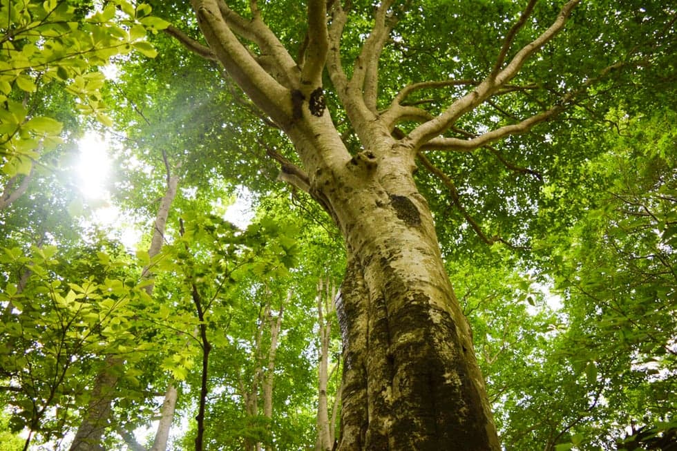 You can trek in the beech forest