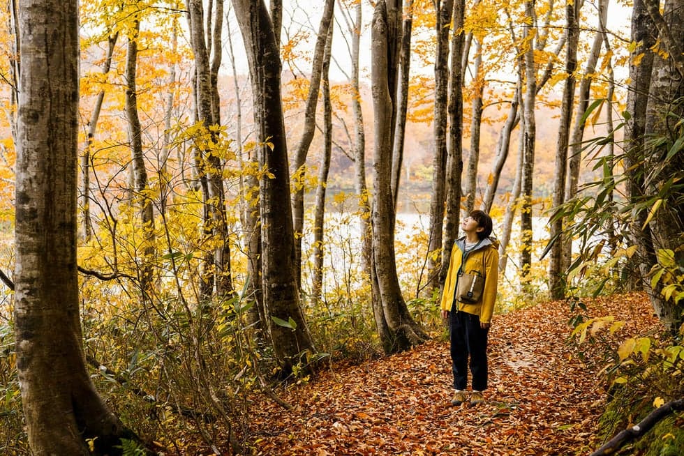 Promenades whose forest bathing effect has been medically verified