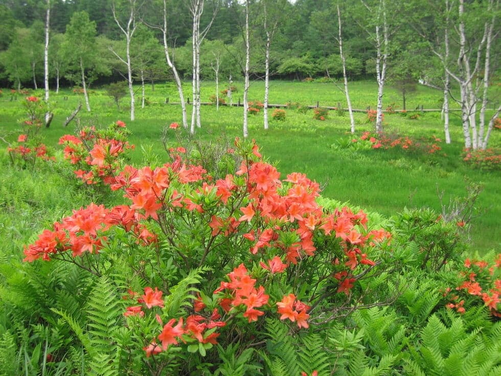 Colorful lotus azalea (mid-June)