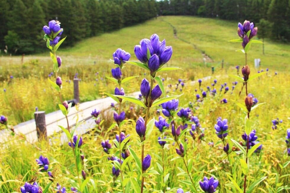 Ezorindou (late August to late September)