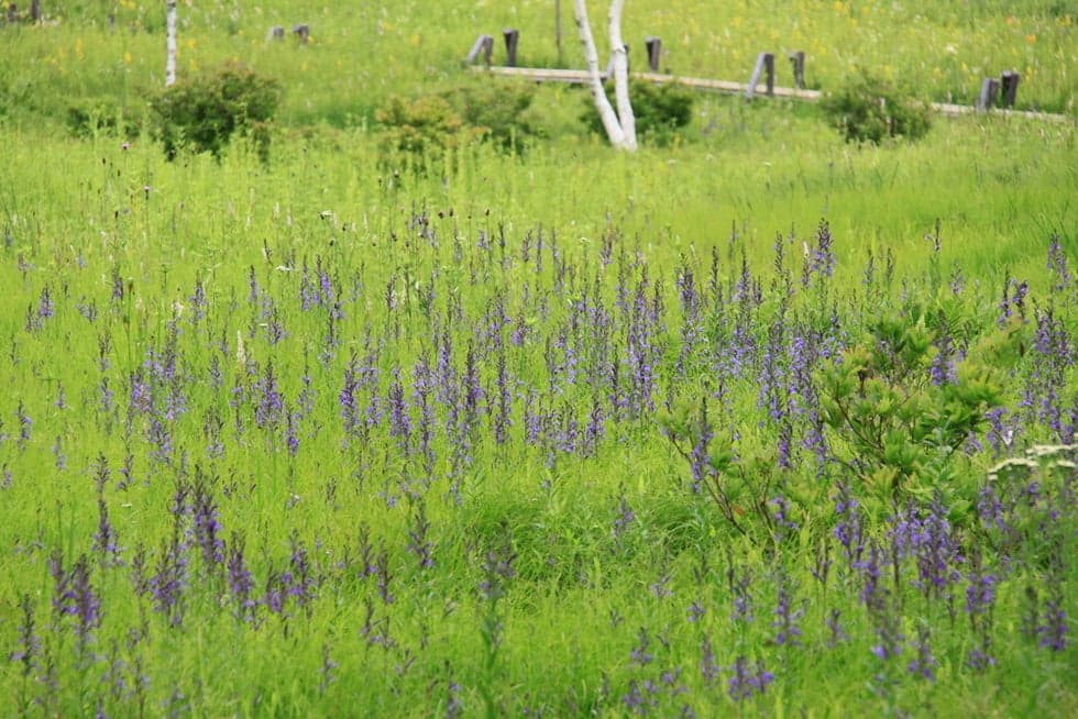 Sawagikyou (early to mid-August)