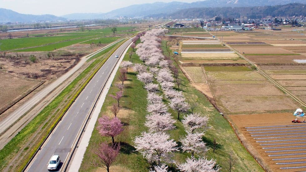 A row of cherry blossom trees along National Route 117