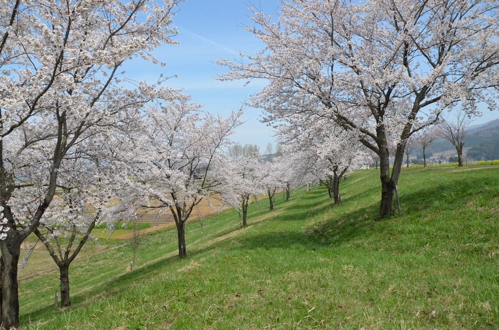 A row of cherry blossom trees near the Chikuma River, Roadside Station Hanano Station