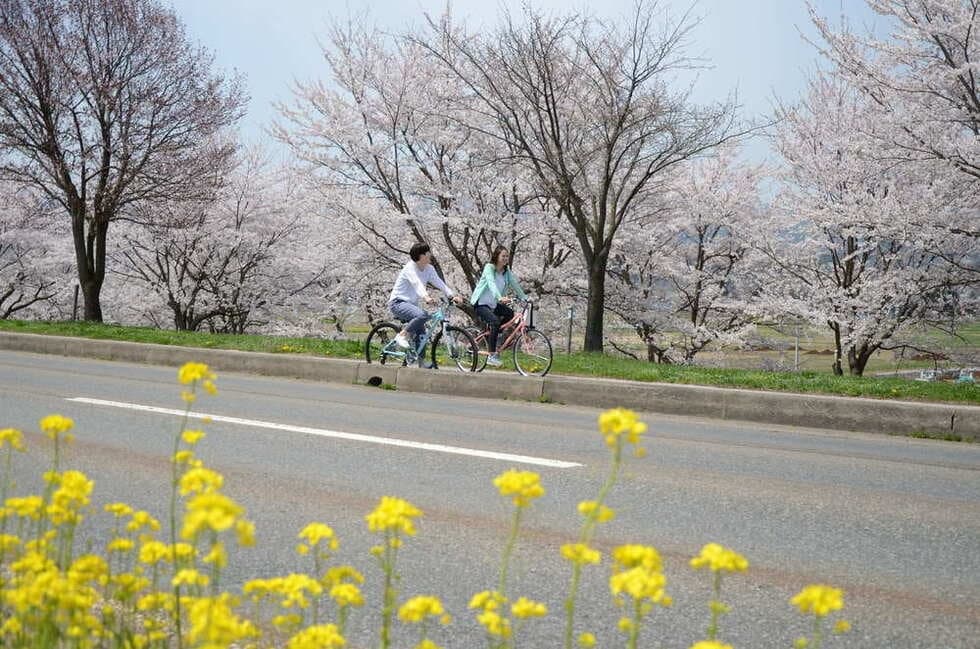 If the best time to see the cherry blossoms and rape blossoms can be co-starred.