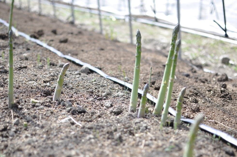 Asparagus hunting farming experience. 　 The taste of asparagus harvested by yourself is exceptional! ！ ！ ！