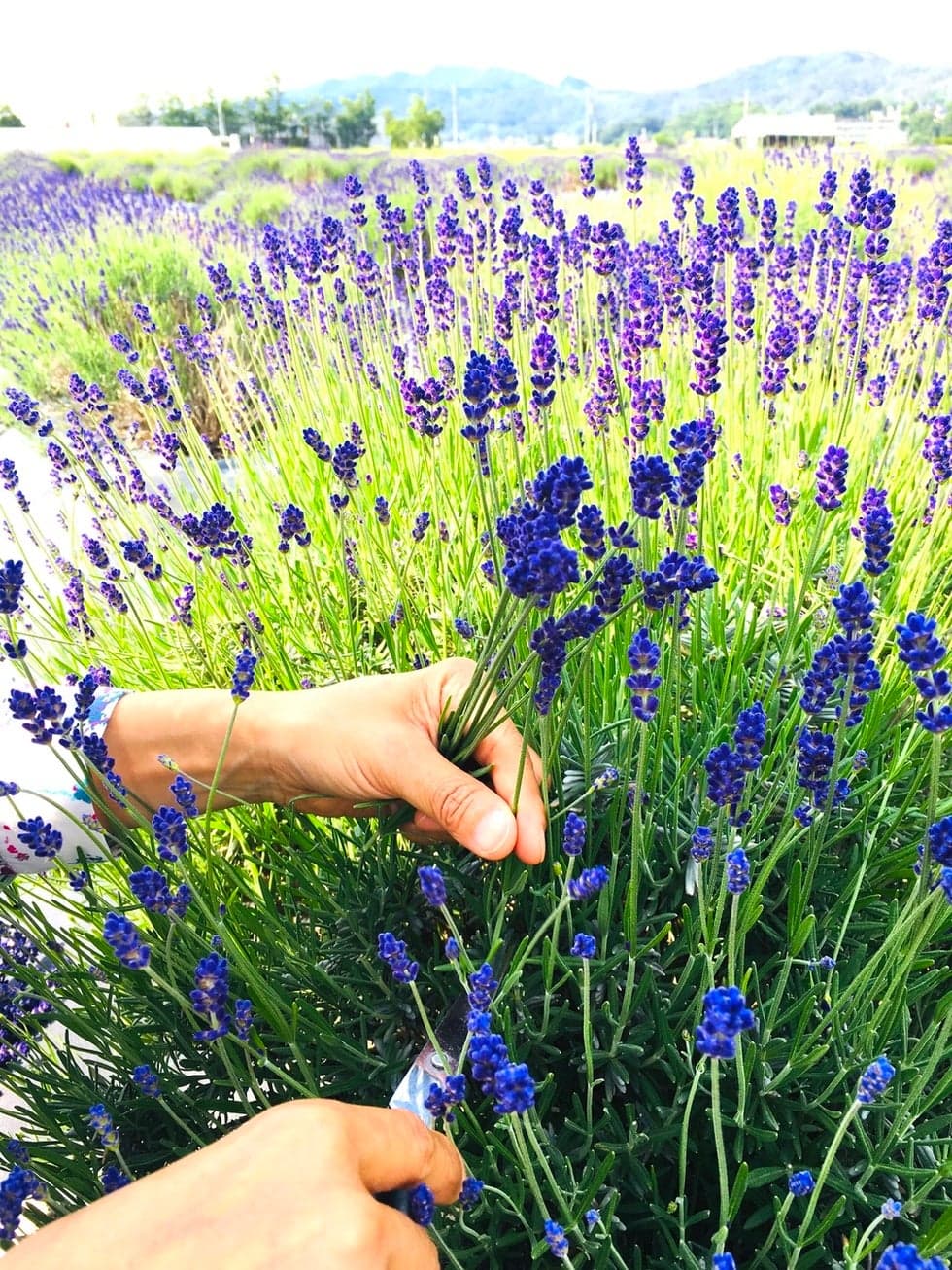 At the lavender garden with about 1,500 plants, you can also experience picking from June to early July. ♪