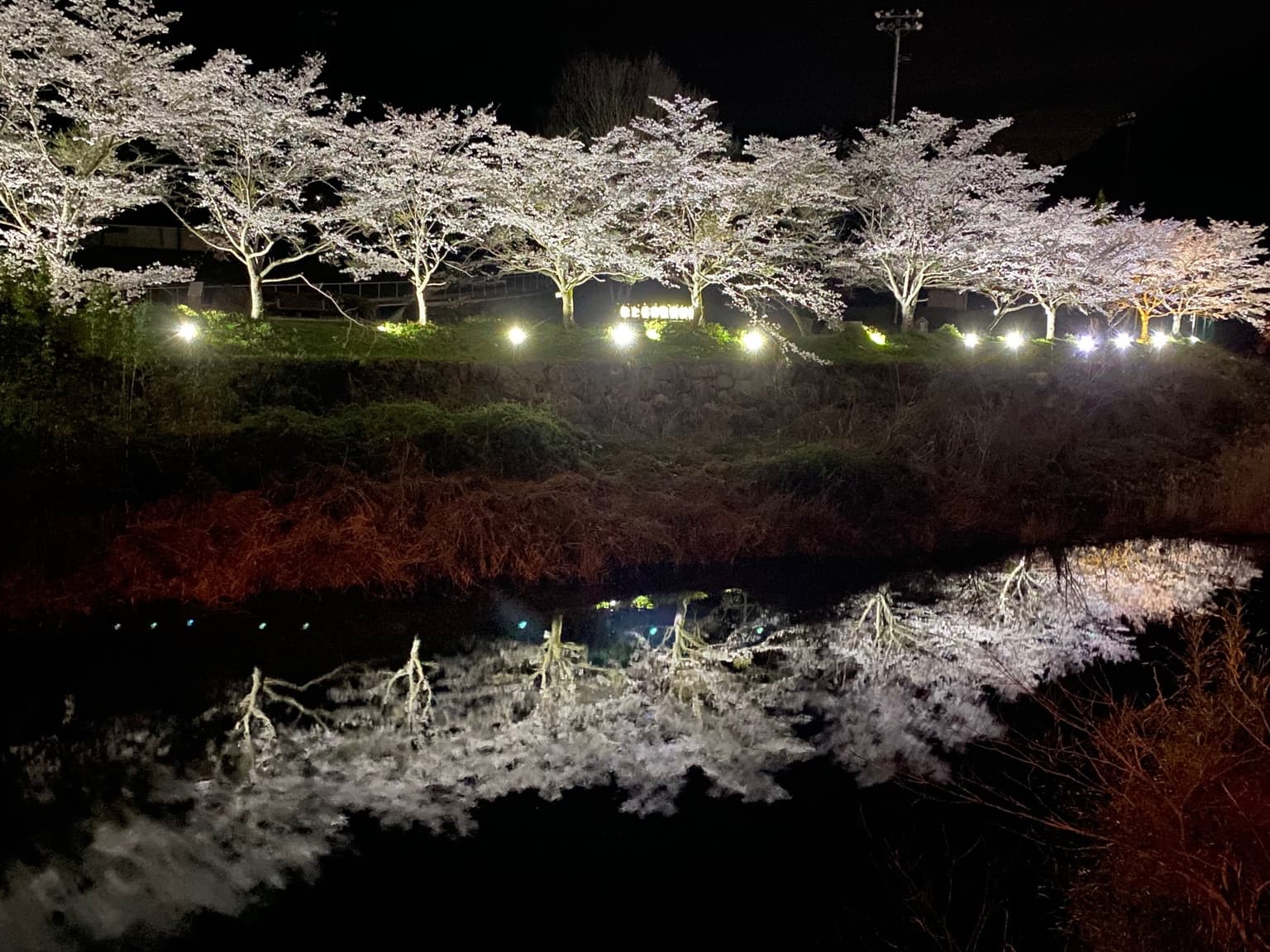 Cherry blossoms reflected in the Kouto River