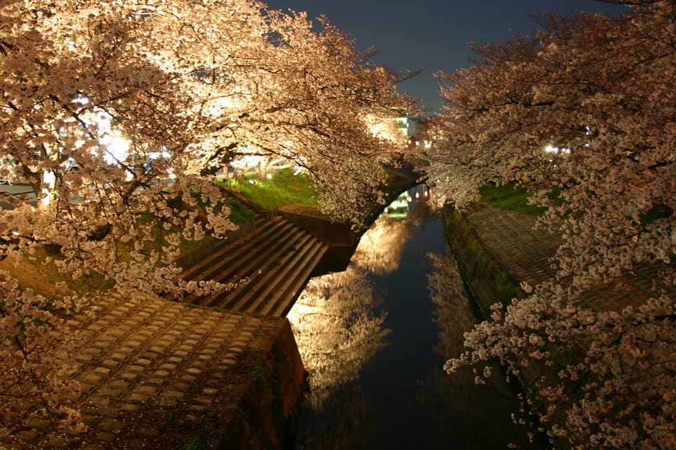 ライトアップされた高田千本桜