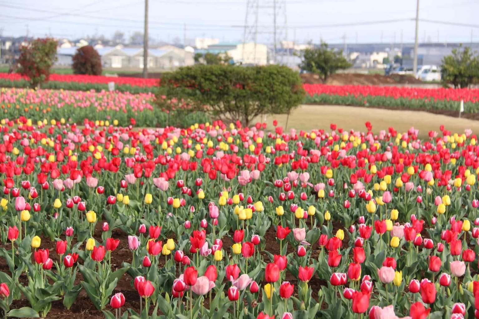 約40,000本のチューリップ
