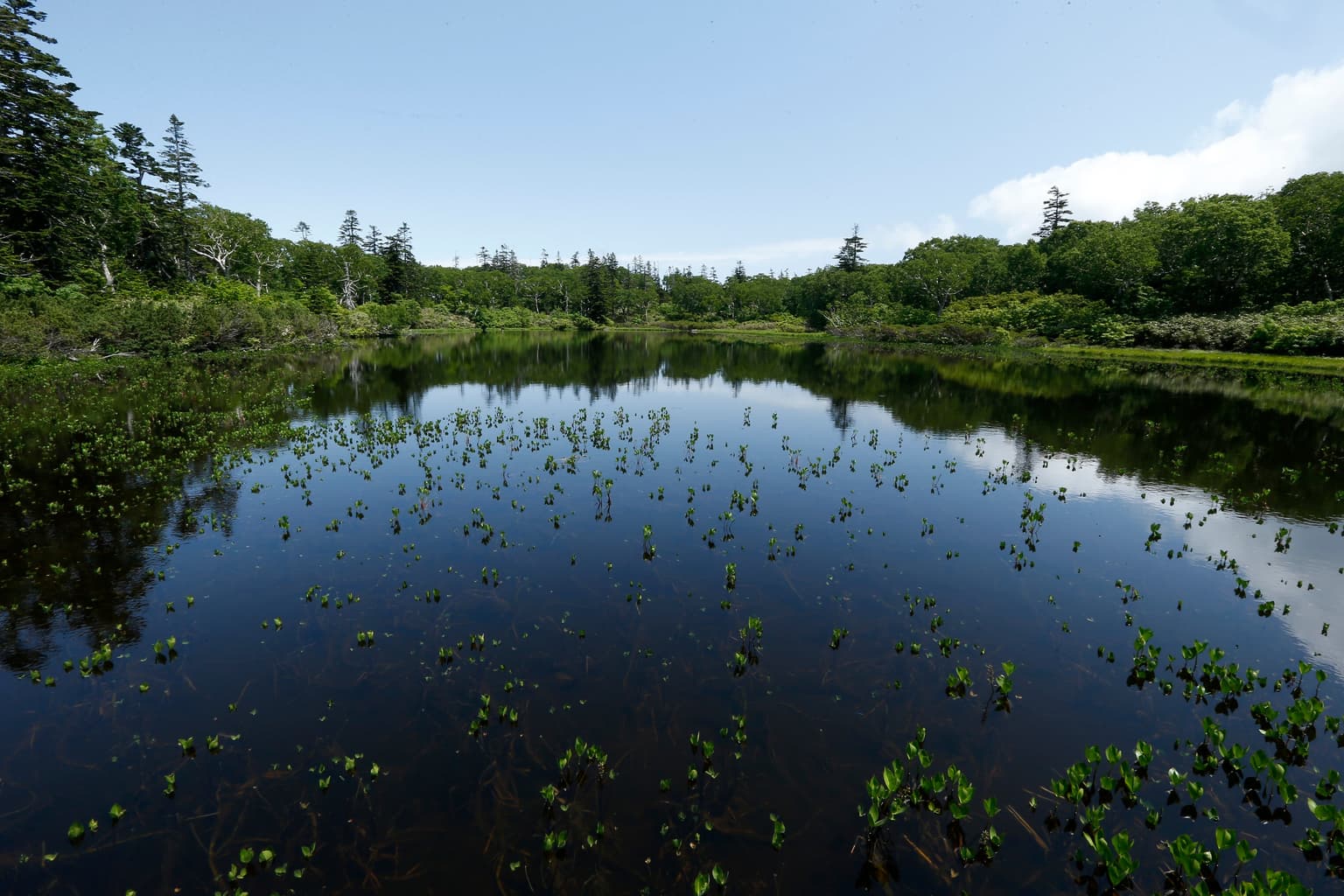 Shinsennuma in early summer