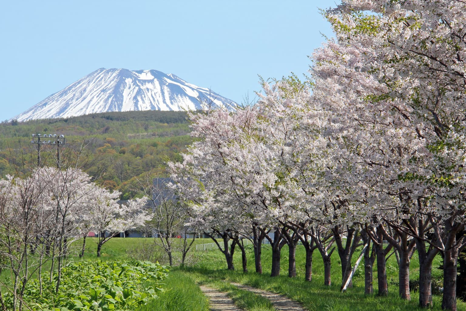 A row of cherry blossom trees along the Horizona River