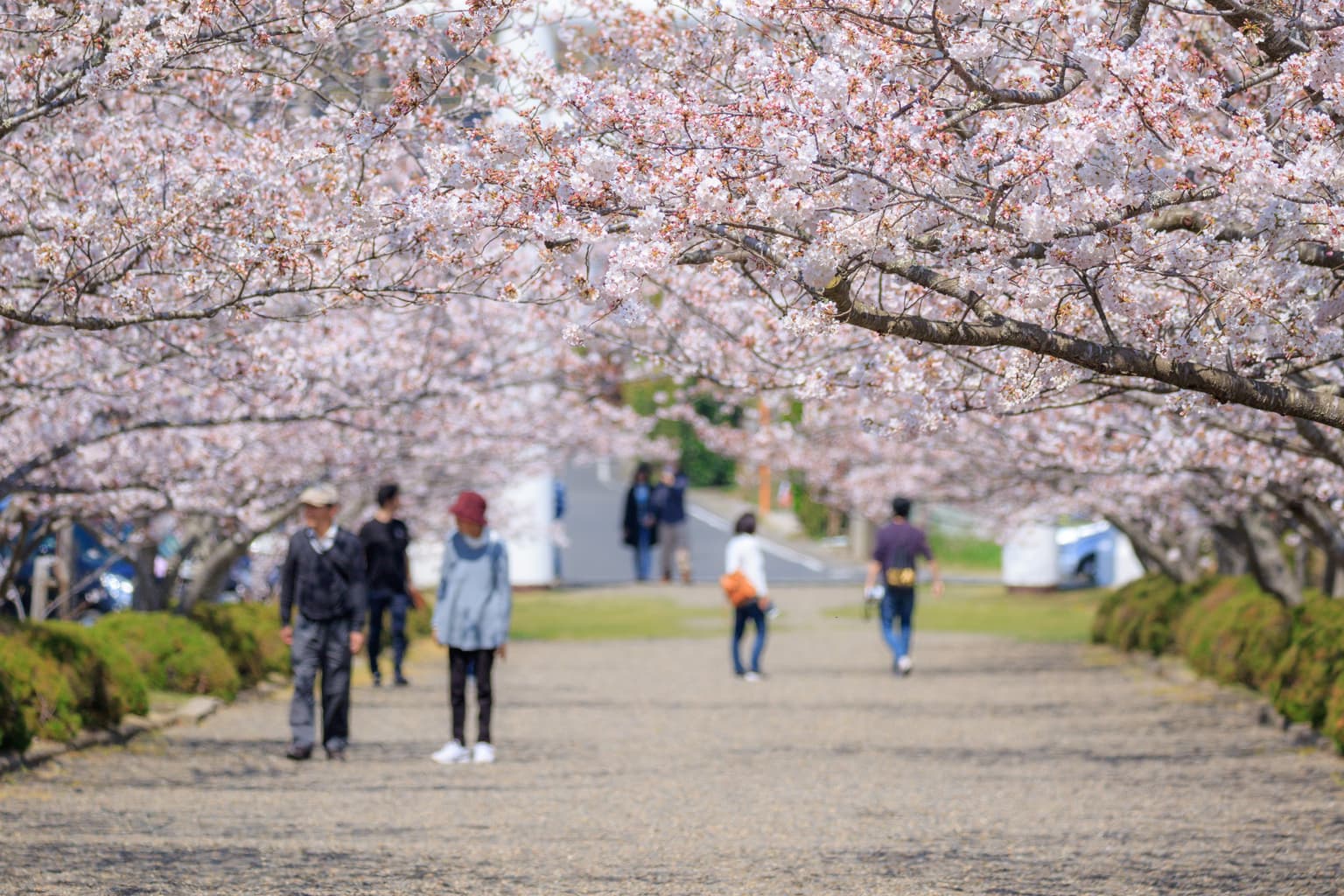 安房神社の桜