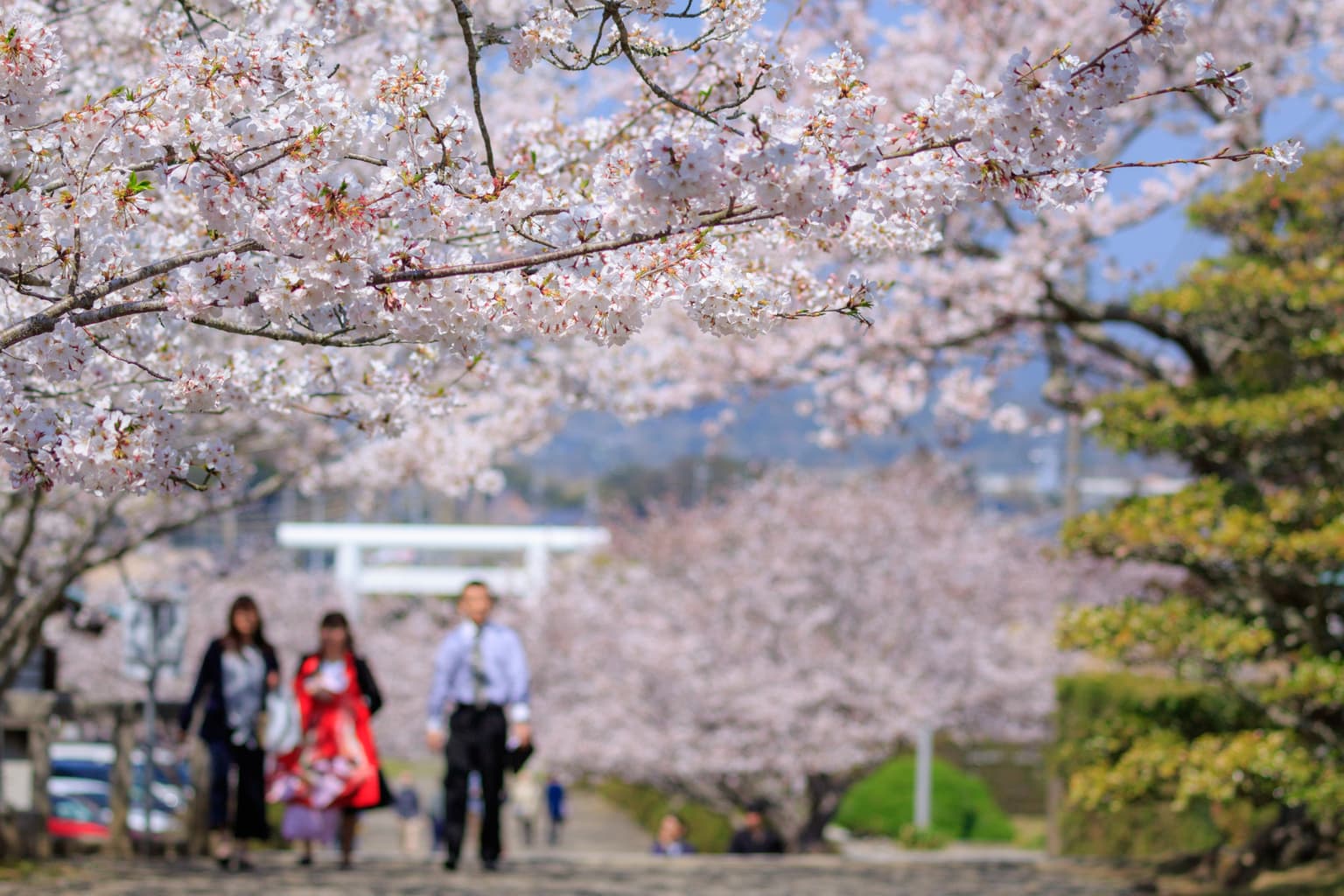 安房神社の桜