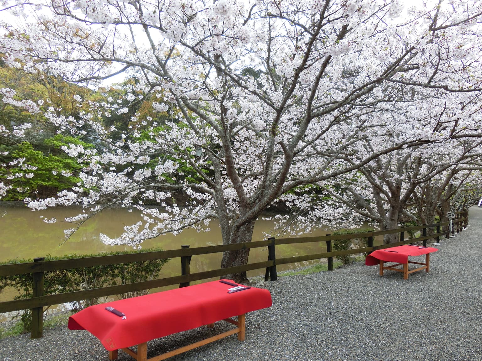 安房神社の桜