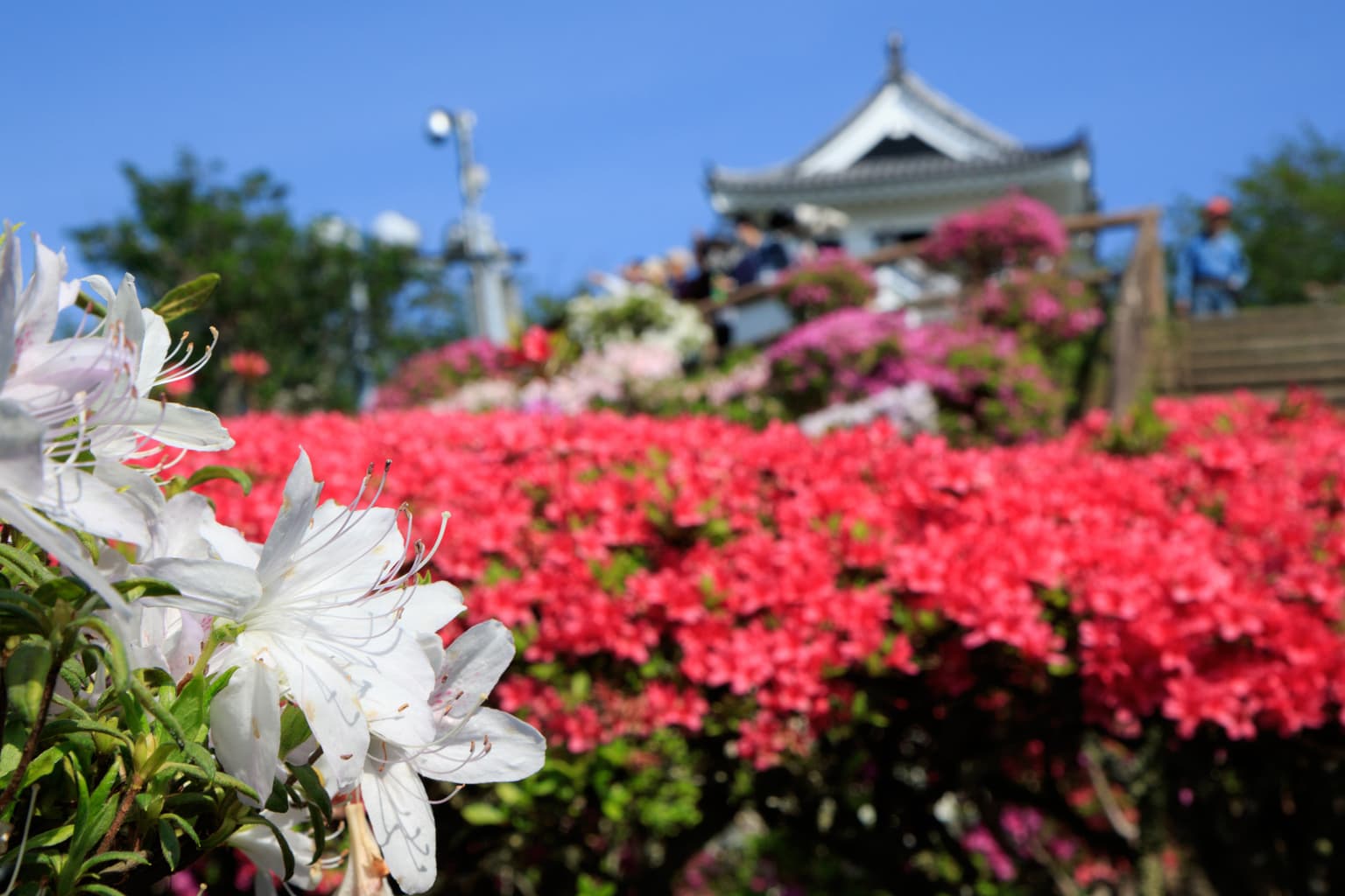城山公園のツツジ