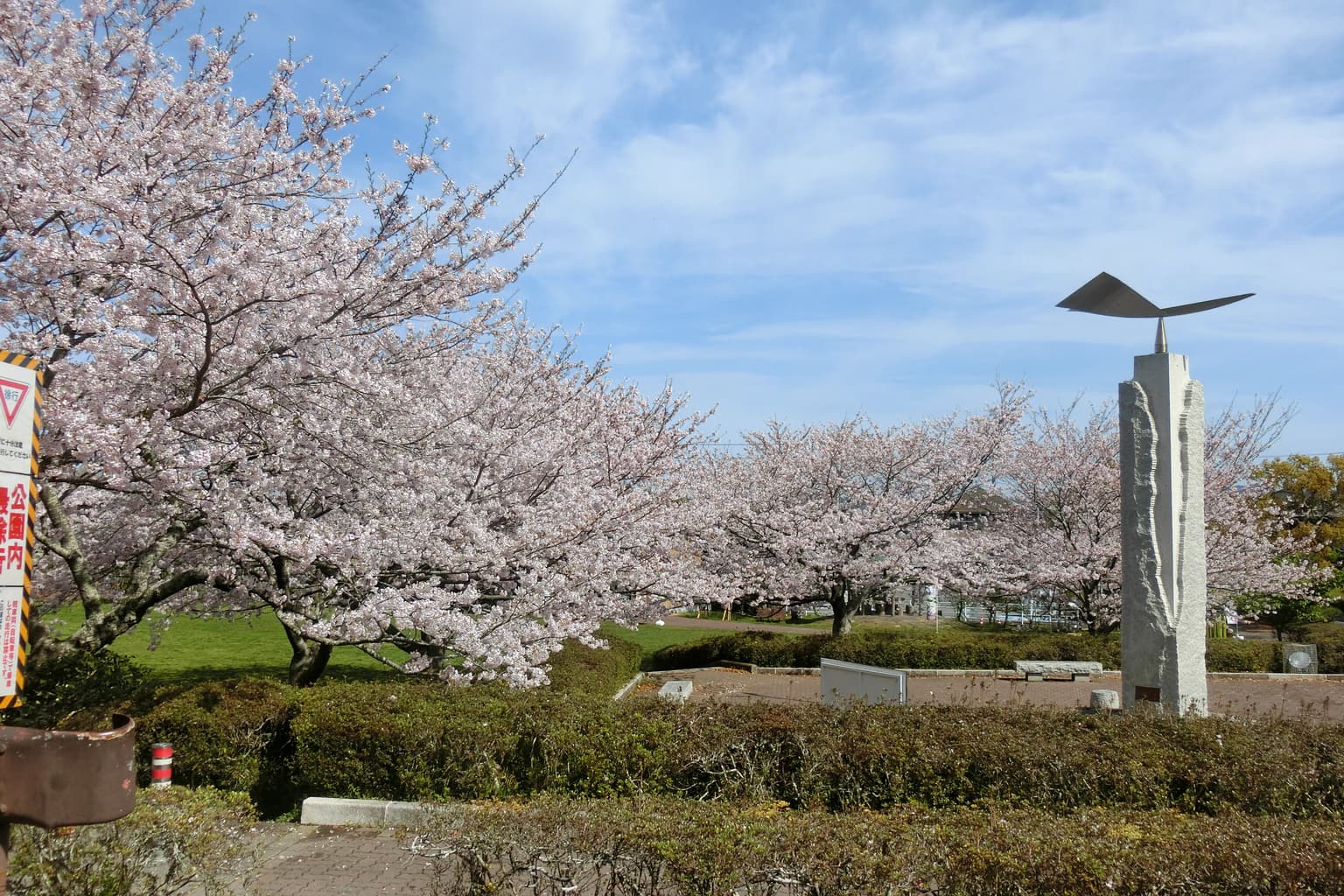 城山公園園路の桜並木