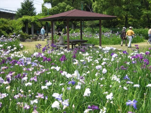 Flower Shobu 1